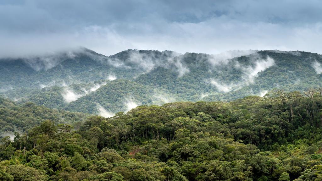 Environment, forests and climate change | Triple Line Consulting